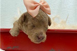 Honey - puppy for sale