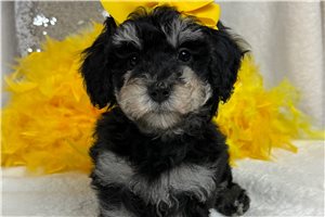 Belle - Bernedoodle, Mini for sale