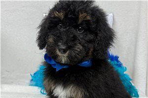 Bayer - Bernedoodle, Mini for sale