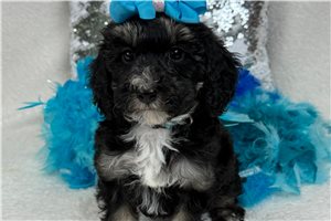 Bess - Bernedoodle, Mini for sale