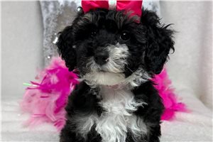 Bellatrix - Bernedoodle, Mini for sale