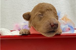 Heathcliff - puppy for sale