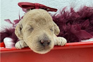 Halsey - puppy for sale