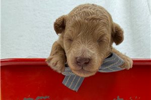 Hook - puppy for sale