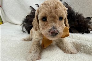 Holden - Mini Bernedoodle for sale