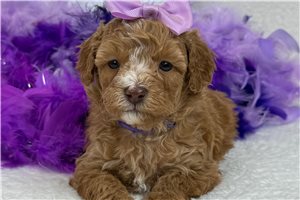 Becky - Bernedoodle, Mini for sale