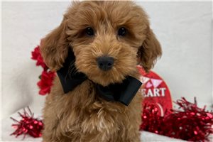 Sooner - Goldendoodle, Mini for sale