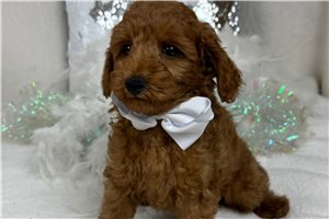 Hamish - Goldendoodle, Mini for sale