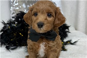 Hamilton - Goldendoodle, Mini for sale