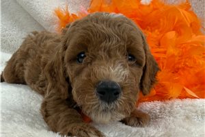 Chestnut - Mini Goldendoodle for sale