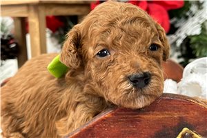 Harlow - Goldendoodle, Mini for sale