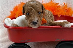 Chestnut - Mini Goldendoodle for sale