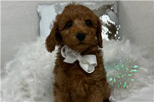 Hamish - Goldendoodle, Mini for sale