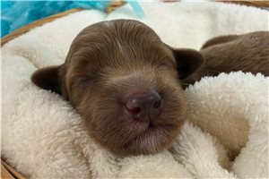 Colter - puppy for sale