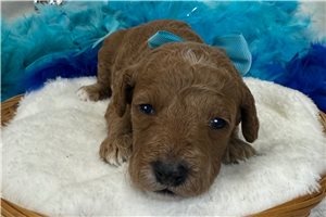 Simone - Goldendoodle, Mini for sale
