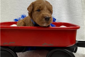 Colter - Mini Goldendoodle for sale
