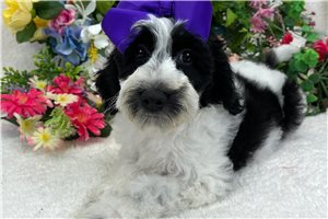Theodora - puppy for sale