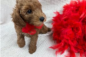 Cayden - Mini Goldendoodle for sale