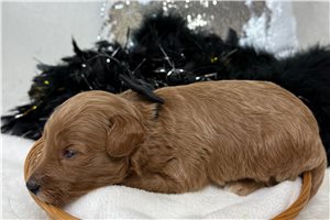 Hamilton - Goldendoodle, Mini for sale