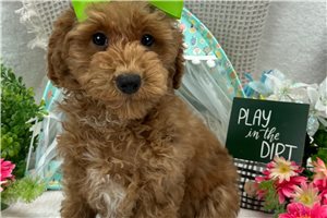 Tammy - Goldendoodle, Mini for sale
