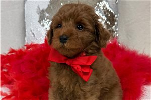 Hamlet - Goldendoodle, Mini for sale