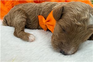 Chestnut - puppy for sale
