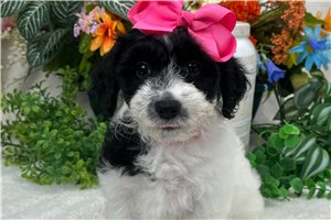 Tonya - puppy for sale