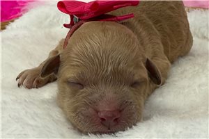 Tiana - Goldendoodle, Mini for sale