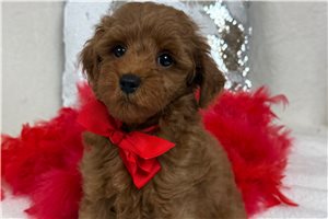 Hamlet - Goldendoodle, Mini for sale