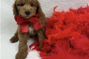 Cayden - puppy for sale