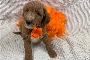 Chestnut - Mini Goldendoodle for sale