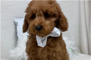 Hamish - Goldendoodle, Mini for sale