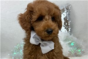 Hamish - Goldendoodle, Mini for sale