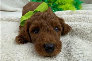 Cruz - Mini Goldendoodle for sale