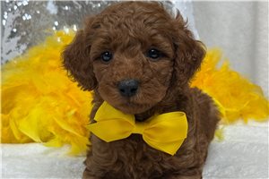 Harold - Goldendoodle, Mini for sale