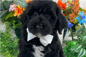 Tyler - Mini Goldendoodle for sale