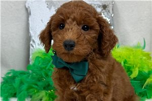 Happy - Goldendoodle, Mini for sale