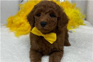 Harold - Goldendoodle, Mini for sale