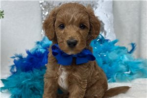 Hans - puppy for sale