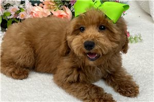 Tammy - Goldendoodle, Mini for sale