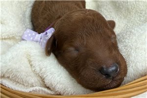 Callum - Goldendoodle, Mini for sale