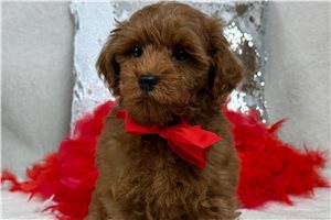 Hamlet - Goldendoodle, Mini for sale