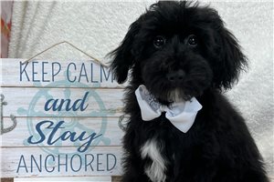 Tyler - Goldendoodle, Mini for sale