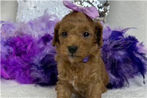 Sydney - Goldendoodle, Mini for sale