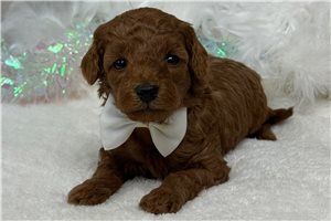 Hamish - Mini Goldendoodle for sale