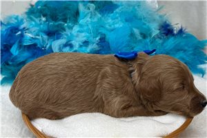 Hans - Goldendoodle, Mini for sale