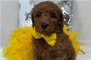Harold - Goldendoodle, Mini for sale