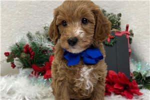 Tiller - puppy for sale