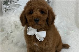 Sebastian - Goldendoodle, Mini for sale