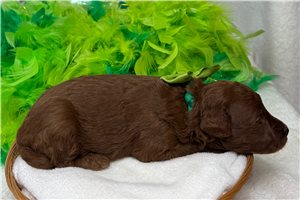 Happy - Goldendoodle, Mini for sale